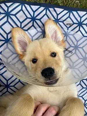 Name Golden Retriever Dog Jameson