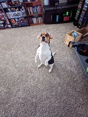 Name Beagle Dog Marley
