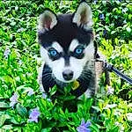 Plant, Dog, Dog breed, Leaf, Natural Environment, Carnivore, Terrestrial Animal, Grass, Whiskers, Snout, Groundcover, Terrestrial Plant, Furry friends, Jungle, Electric Blue, Tree, Forest, Art, Canidae