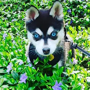 Name Alaskan Klee Kai Dog Azula