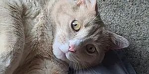 Name American Shorthair Cat Gunny