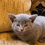 Cat, Carnivore, Russian blue, Felidae, Grey, Small To Medium-sized Cats, Whiskers, Fawn, Window, Terrestrial Animal, Snout, Domestic Short-haired Cat, Furry friends, Comfort, Wood