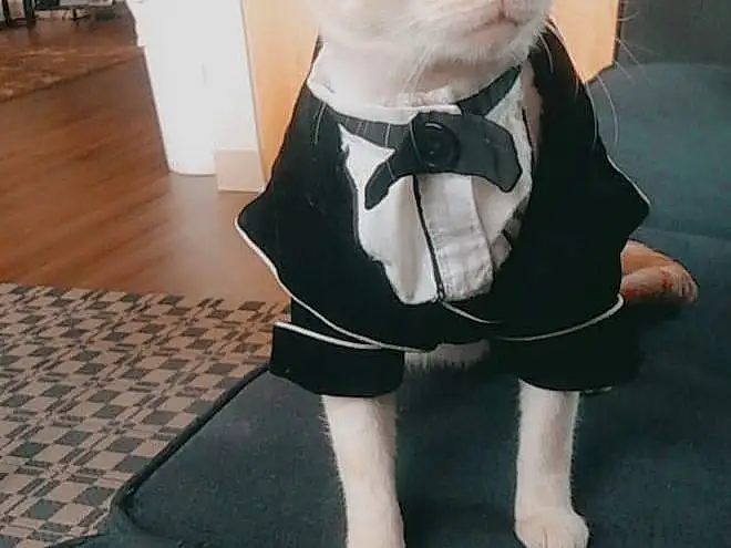 Felidae, Carnivore, Sleeve, Toy, Dress, Tie, Grey, Whiskers, Collar, Fawn, Doll, Companion dog, Snout, Tail, Small To Medium-sized Cats, Bow Tie, Furry friends, Fashion Accessory, Formal Wear, Terrestrial Animal