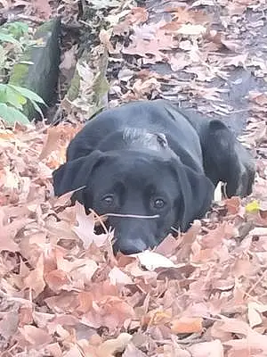 Name Labrador Retriever Dog Gauge