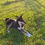 Dog, Plant, Carnivore, Dog breed, Grass, Companion dog, Tail, Groundcover, Grassland, Canidae, Pasture, Herbaceous Plant, Shadow, Working Dog, Working Animal, Non-sporting Group, Hunting Dog