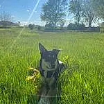 Sky, Plant, Dog, Cloud, Dog breed, Working Animal, Carnivore, People In Nature, Tree, Natural Landscape, Grass, Happy, Fawn, Grassland, Companion dog, Rural Area, Agriculture, Landscape, Meadow