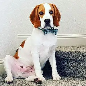 Beagle Dog Milo