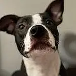 Dog, Dog breed, Carnivore, Jaw, Collar, Ear, Boston Terrier, Working Animal, Companion dog, Whiskers, Fawn, Snout, Dog Collar, Black & White, Canidae, Furry friends, Monochrome, Non-sporting Group