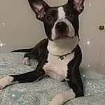 Dog, Dog breed, Carnivore, Ear, Working Animal, Companion dog, Comfort, Fawn, Boston Terrier, Whiskers, Fireworks, Snout, Tail, Canidae, Collar, French Bulldog, Furry friends, Terrestrial Animal