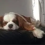 Dog, Eyes, Liver, Carnivore, Dog breed, Fawn, Companion dog, Whiskers, Comfort, Snout, Bored, King Charles Spaniel, Terrestrial Animal, Furry friends, Curtain, Canidae, Working Animal, Door, Window