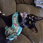 Cat, Felidae, Comfort, Carnivore, Grey, Small To Medium-sized Cats, Whiskers, Toy, Couch, Linens, Tail, Stuffed Toy, Furry friends, Domestic Short-haired Cat, Plant, Room, Carmine, Black cats, Fang, Plush