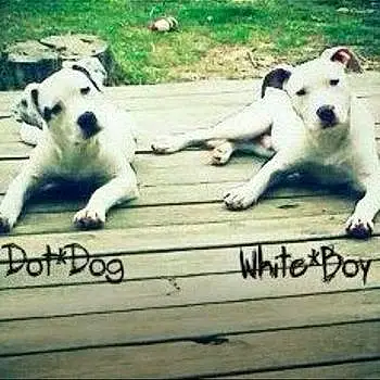Whiteboy Blue And Dotdog