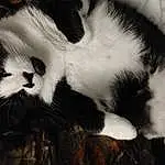 Cat, Felidae, Carnivore, Small To Medium-sized Cats, Plant, Whiskers, Snout, Tail, Terrestrial Animal, Furry friends, Black & White, Domestic Short-haired Cat, Paw, Tree, Grass, Monochrome, Claw, Comfort