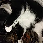 Cat, Felidae, Carnivore, Comfort, Small To Medium-sized Cats, Whiskers, Snout, Tail, Furry friends, Domestic Short-haired Cat, Terrestrial Animal, Black & White, Monochrome, Paw, Claw, Nap