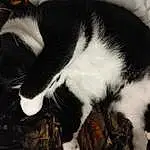 Cat, Carnivore, Comfort, Felidae, Whiskers, Snout, Cloud, Tail, Furry friends, Small To Medium-sized Cats, Domestic Short-haired Cat, Black & White, Paw, Terrestrial Animal, Claw, Sky, Nap, Canidae, Sleep, Monochrome