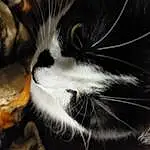 Cat, Carnivore, Felidae, Small To Medium-sized Cats, Whiskers, Snout, Close-up, Furry friends, Tail, Domestic Short-haired Cat, Terrestrial Animal, Darkness, Paw, Wood, Black & White, Plant, Claw, Macro Photography, Night