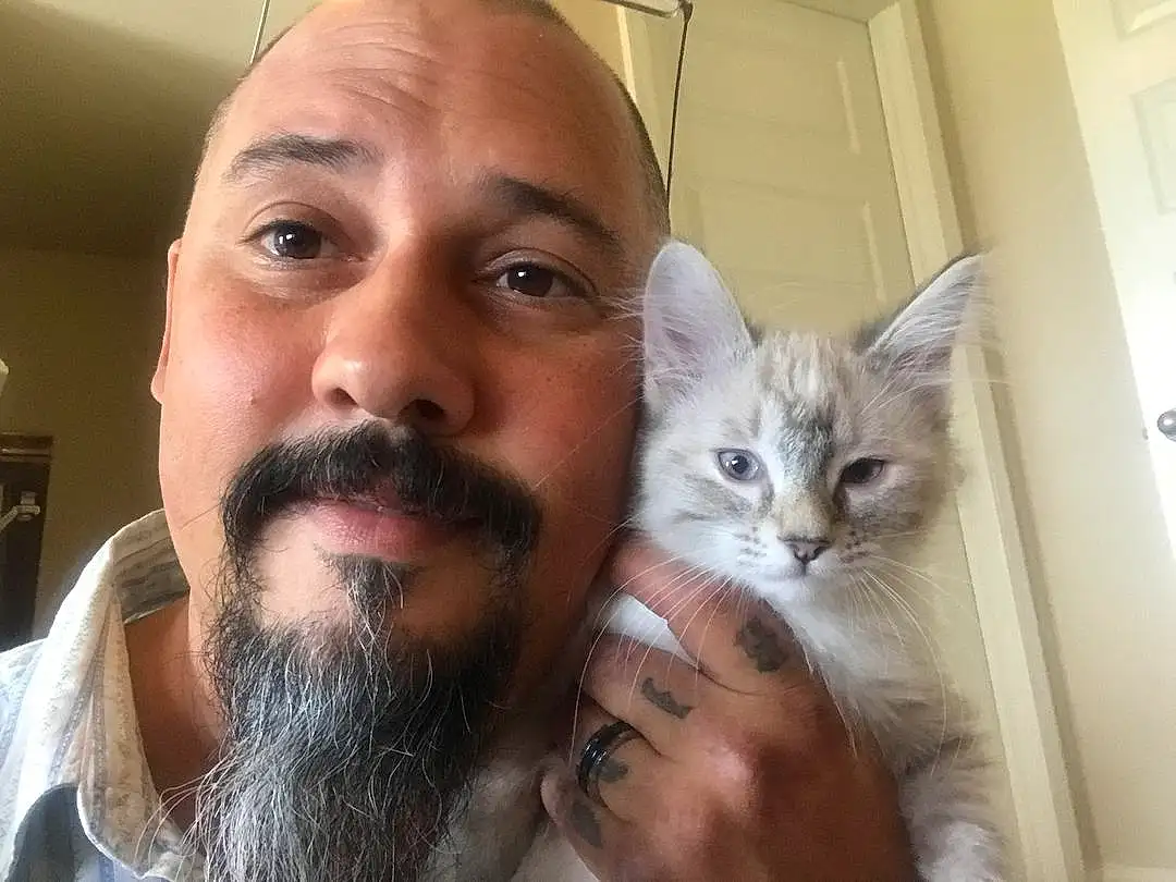 Nose, Cat, Beard, Felidae, Ear, Jaw, Small To Medium-sized Cats, Iris, Vision Care, Gesture, Carnivore, Eyelash, Whiskers, Facial Hair, Selfie, Eyewear, Moustache, Door, Domestic Short-haired Cat, Furry friends
