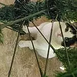 Plant, Cat, Christmas Ornament, Felidae, Carnivore, Botany, Branch, Small To Medium-sized Cats, Vegetation, Whiskers, Grass, Arecales, Twig, Fawn, Terrestrial Plant, Window, Tree, Christmas Decoration, Christmas