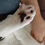 Cat, Arm, Leg, Human Body, Felidae, Comfort, Gesture, Finger, Carnivore, Small To Medium-sized Cats, Fawn, Whiskers, Snout, Nail, Human Leg, Wrist, Foot, Paw, Companion dog, Furry friends