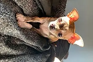 Name Chihuahua Dog Darla