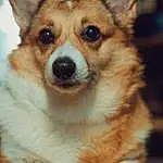Dog, Dog breed, Welsh Corgi, Pembroke Welsh Corgi, Snout, Cardigan Welsh Corgi, Whiskers, Icelandic Sheepdog, Companion dog, Dorgi, Corgi Chihuahua