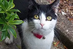 Name British Shorthair Cat Jesse