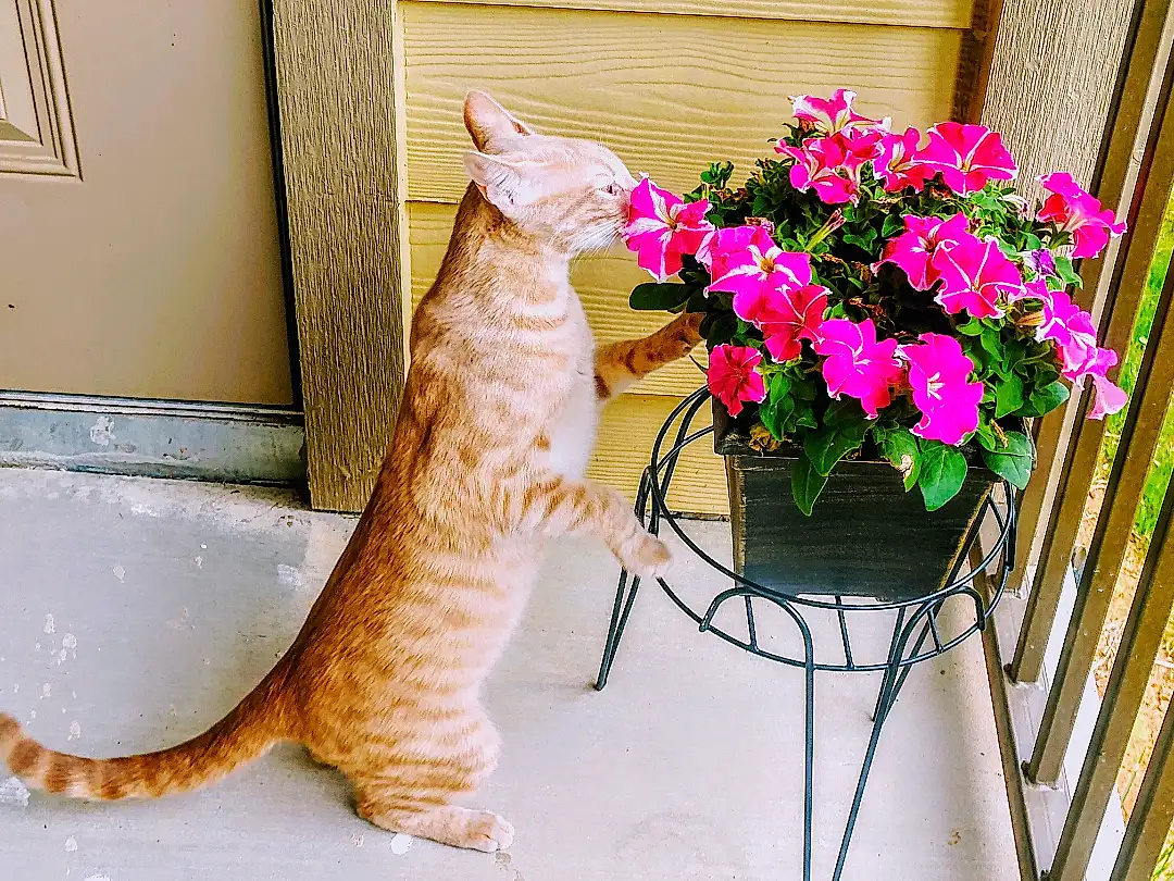 Flower, Plant, Cat, Flowerpot, Felidae, Carnivore, Houseplant, Petal, Small To Medium-sized Cats, Fawn, Window, Tail, Flower Arranging, Whiskers, Herbaceous Plant, Outdoor Furniture, Annual Plant, Table, Artificial Flower