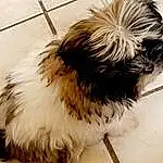 Dog, Carnivore, Dog breed, Feather, Companion dog, Fawn, Toy Dog, Snout, Tail, Wing, Furry friends, Fashion Accessory, Canidae, Liver, Soil, Terrier, Shih-poo, Puppy