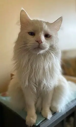 Turkish Angora Cat Casper