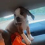Dog, Comfort, Dog breed, Carnivore, Hood, Fawn, Companion dog, Working Animal, Vehicle Door, Snout, Toy Dog, Windshield, Paw, Auto Part, Window, Canidae, Car Seat, Puppy love, Bag