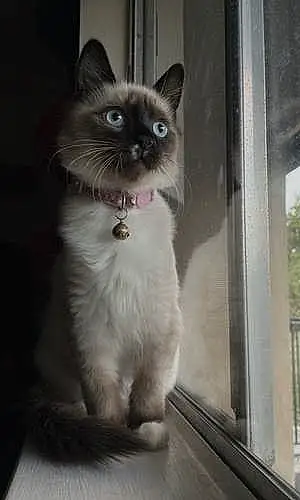 Name Siamese Cat Avery
