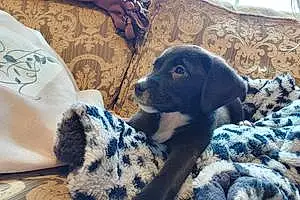 Name Labrador Retriever Dog Kelly