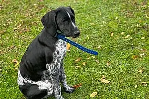 Name German shorthaired pointer Dog Ruby