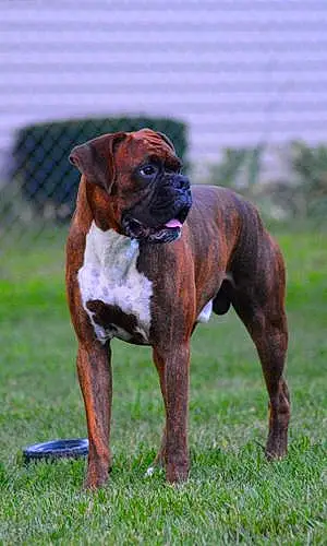 Boxer Dog Zeke