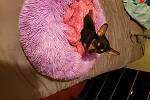 Name Chihuahua Dog Lexy