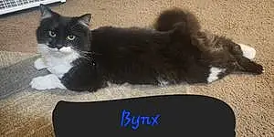 Name Cat Bynx