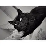 Cat, Black cats, Small To Medium-sized Cats, White, Black, Black-and-white, Felidae, Whiskers, Black & White, Carnivore, Eyes, Monochrome, Snout, Sky, Kitten, Ear, Furry friends, Photography