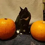 Cat, Cucurbita, Pumpkin, Winter Squash, Calabaza, Halloween, Jack O Lantern, Gourd, Whiskers, Squash, Cucumber Gourd And Melon Family, Snout