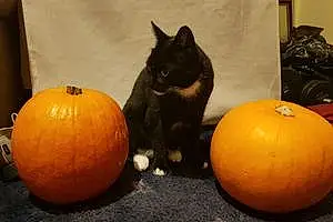 Halloween  Other Cat Castiel