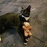 Cat, Fauna, Whiskers, Furry friends, Tail, Black cats, Kitten, Domestic short-haired cat