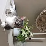 Plant, Flower, Cat, Flowerpot, Felidae, Window, Carnivore, Houseplant, Small To Medium-sized Cats, Grey, Whiskers, Mesh, Grass, Art, Petal, Artificial Flower, Flower Arranging, Tail, Audio Equipment, Domestic Short-haired Cat