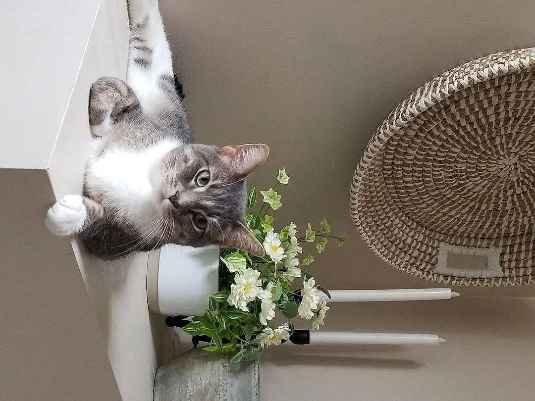 Plant, Flower, Cat, Flowerpot, Felidae, Window, Carnivore, Houseplant, Small To Medium-sized Cats, Grey, Whiskers, Mesh, Grass, Art, Petal, Artificial Flower, Flower Arranging, Tail, Audio Equipment, Domestic Short-haired Cat