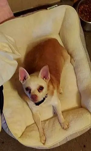 Name Chihuahua Dog Hattie