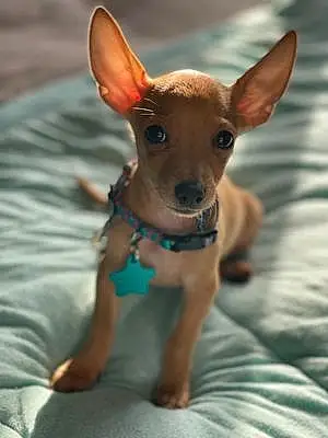 Name Chihuahua Dog Koa