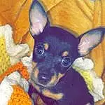 Dog, Ear, Carnivore, Dog breed, Working Animal, Comfort, Fawn, Companion dog, Whiskers, Toy Dog, Chihuahua, Snout, Furry friends, Russkiy Toy, Terrestrial Animal, Art, Paw, Canidae, Corgi-chihuahua, Pražský Krysařík