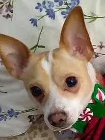 Name Chihuahua Dog Bubby