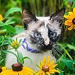 Plant, Flower, Cat, Nature, Botany, Leaf, Felidae, Petal, Carnivore, Grass, Whiskers, Groundcover, Siamese, Small To Medium-sized Cats, Close-up, Annual Plant, Flowering Plant, Spring, Garden, Wildflower