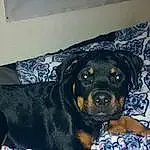 Dog, Carnivore, Dog breed, Companion dog, Fawn, Comfort, Snout, Couch, Working Animal, Canidae, Furry friends, Rottweiler, Guard Dog, Working Dog, Dog Supply
