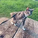Cat, Carnivore, Felidae, Small To Medium-sized Cats, Wood, Plant, Whiskers, Fawn, Terrestrial Animal, Grass, Groundcover, Snout, Tail, Dog breed, Domestic Short-haired Cat, Furry friends, Hardwood, Canidae
