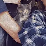 Hand, Cat, Comfort, Ear, Tartan, Gesture, Grey, Felidae, Carnivore, Whiskers, Small To Medium-sized Cats, Plaid, Domestic Short-haired Cat, Denim, Furry friends, Electric Blue, Nail, Lap, Pattern, Elbow